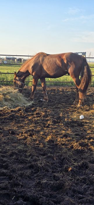 Продам лошадь құнан