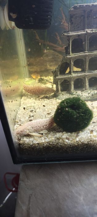 Vând acvariu de 60 l complet echipat