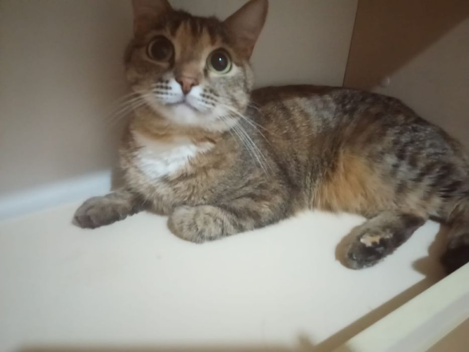 Котенок бесплатно город астана