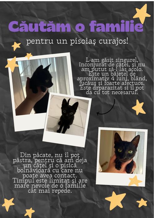 motan spre adoptie