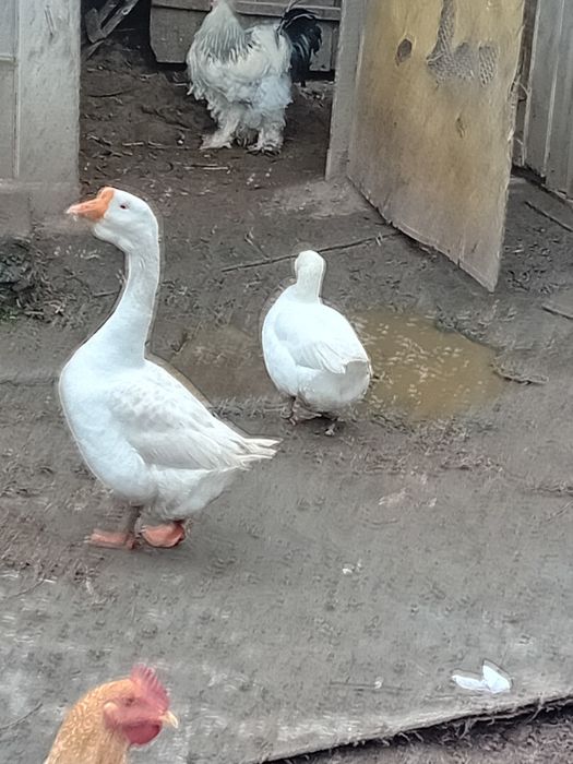 Gâște  românești  albe de vânzare