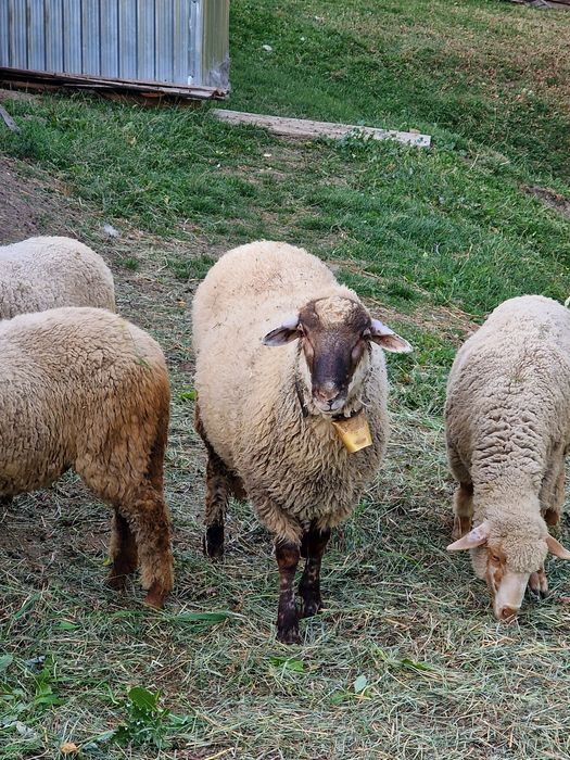 Vând un cârlan de anul ăsta sau schimb.