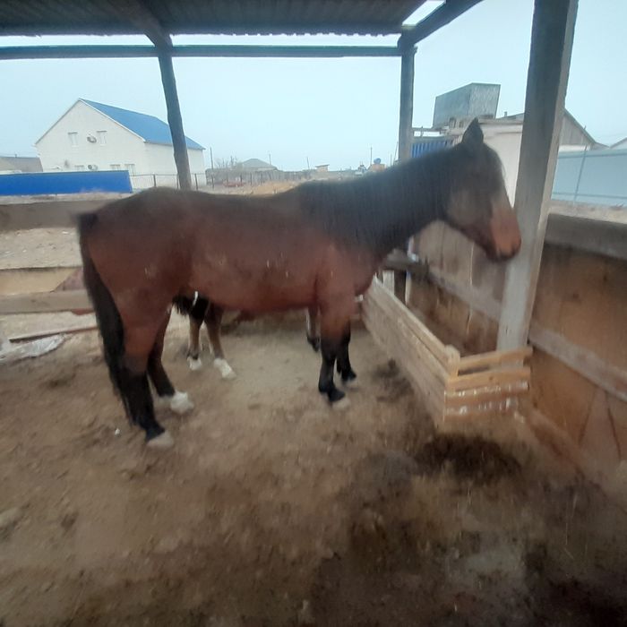 Еркек құнан сатамын. Үйреттт, ат қылуға, айғыр ретінде үйірге салуға б