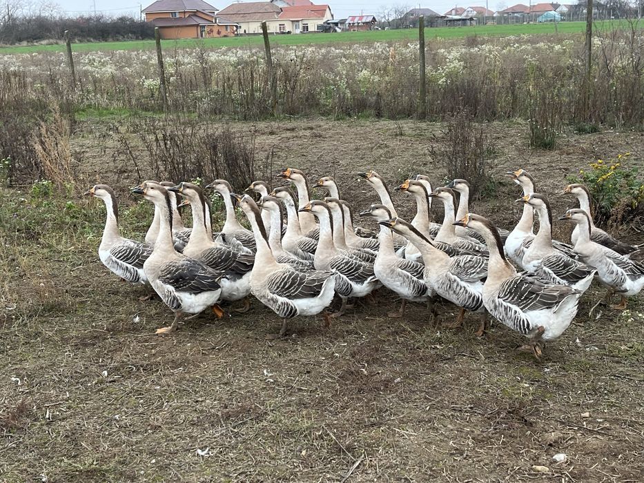 Vând Gâște Africane !!!
