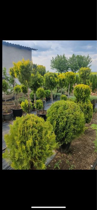 Amenajari gradini , plante ornamentale