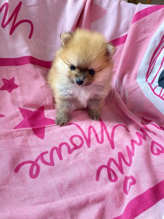 Кученца мини пумеран