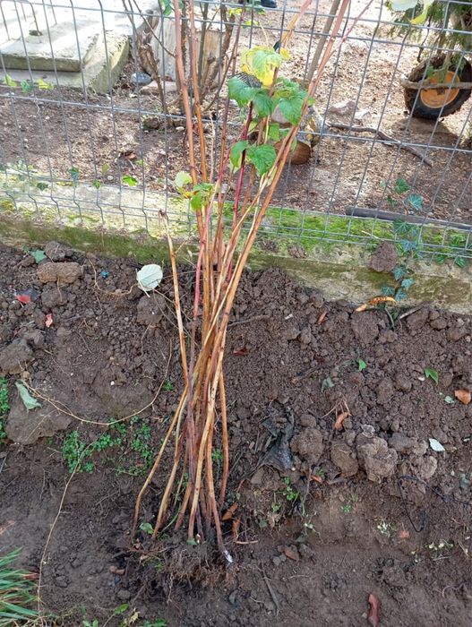 Butaşi de viță de vie Otelo (2 ani) si zmeura Fertödi Zamatos.