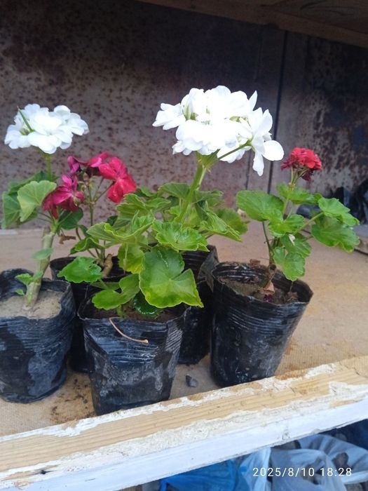 Герань многолетный