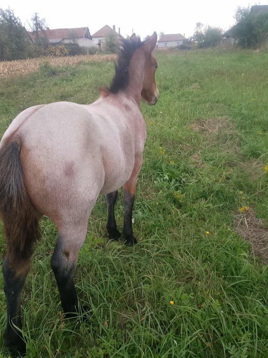 Vând Mânză de 5 luni