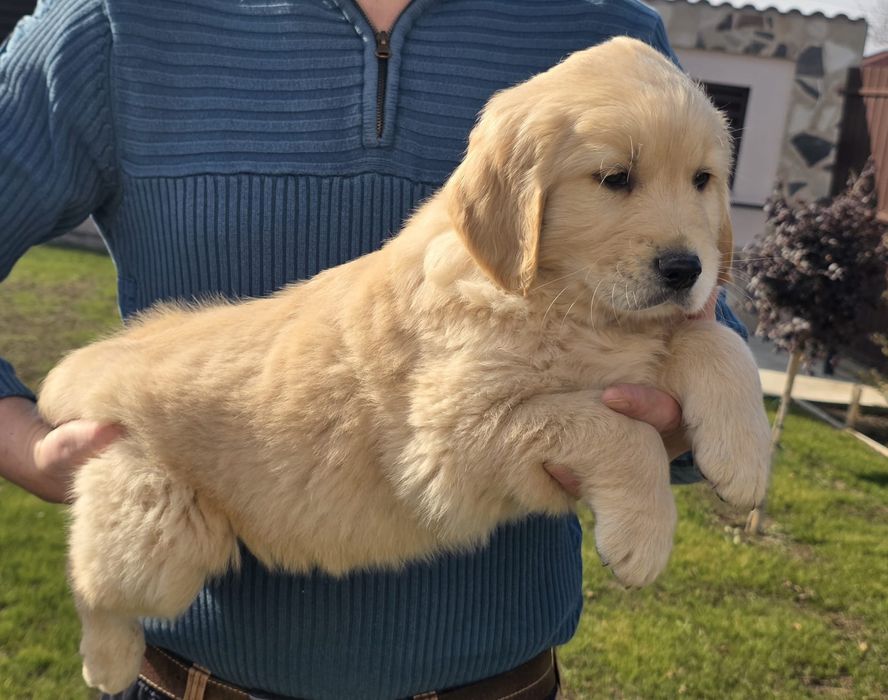 Golden retriever