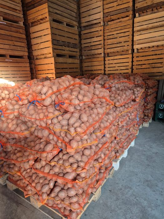 Cartofi de consum sí sāmîntā