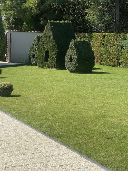 Gazon rulou supersport