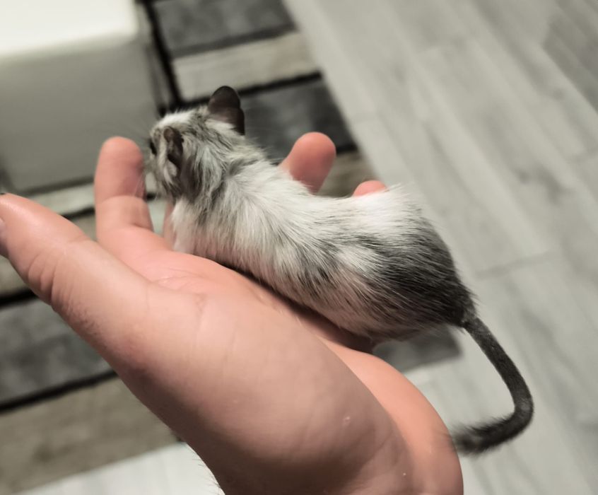 Vând pui veverițe degu