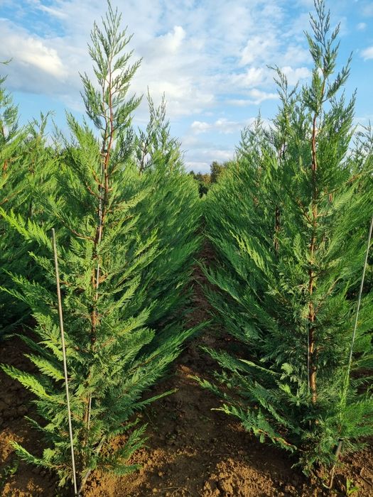 Pepiniera Cristea Ioan oferă spre vânzare Chiparos Leyland (altoit)