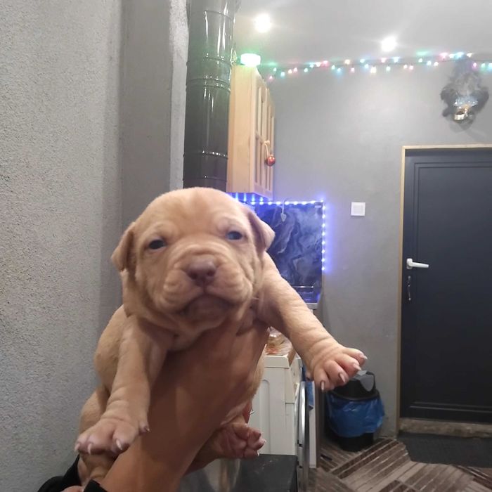 Prodavat se chisto kruvni pitbuli