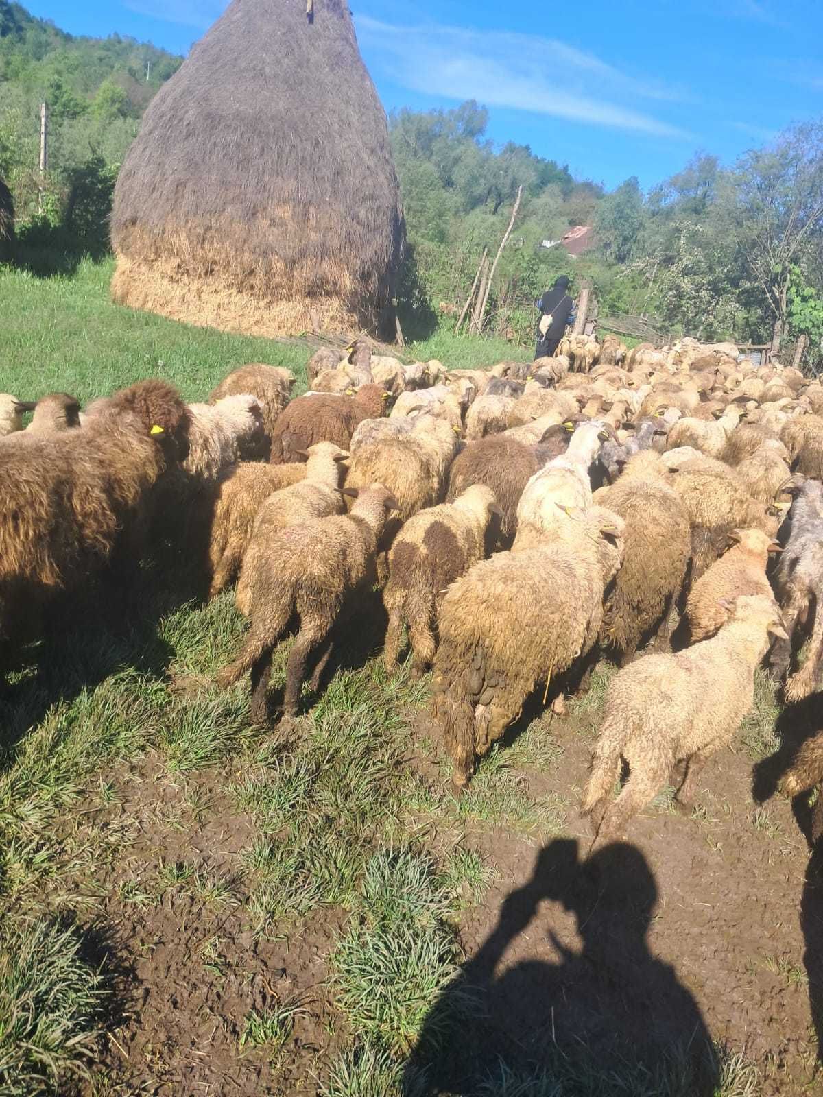 Miei de  vanzare