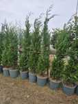 Leylandi chiparos copacii
