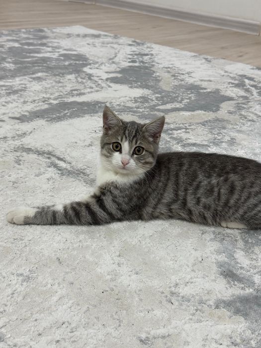 Отдам даром котенка ….