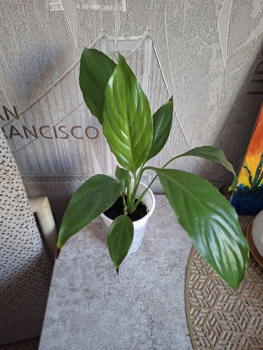 Продам комнатные цветы