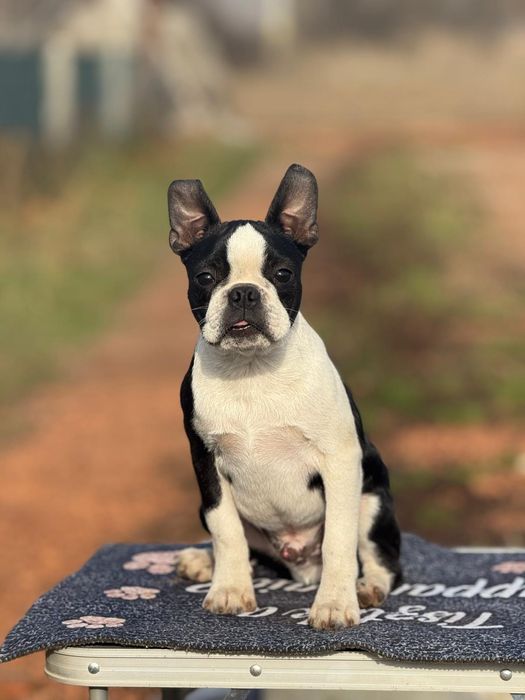 Boston terrier puiut