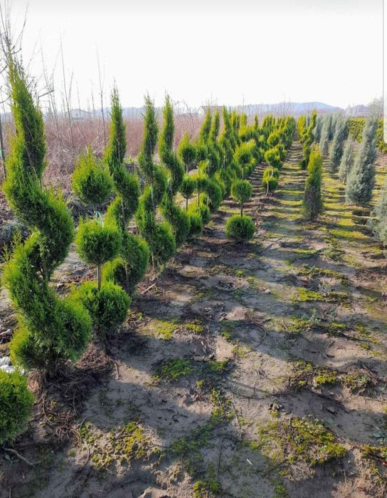 Plante ornamentale. tuia piramidali crescuți și aclimatizati in pepeni