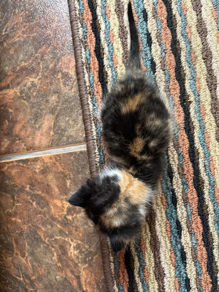 Котенце си търси дом