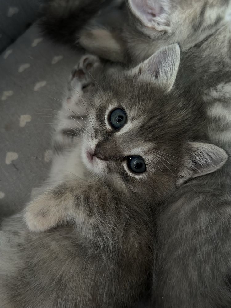 Котята британские