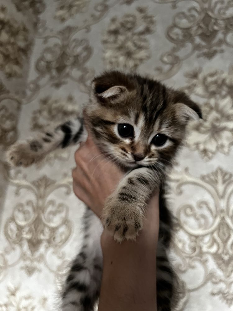 Кошка Скоттиш фолд