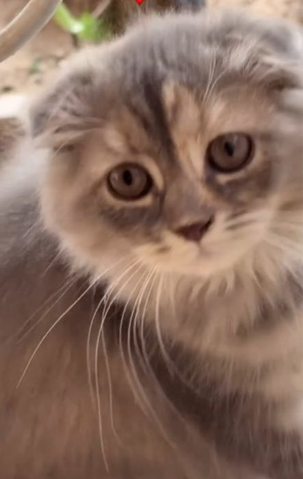 Scottish Fold mushukcha sotiladi — uyga o‘rgatilgan va sog‘lom