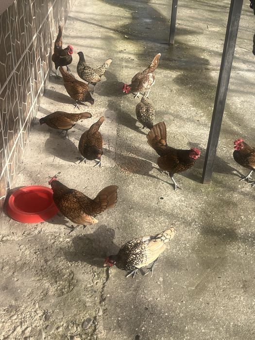 Vand sebright …….