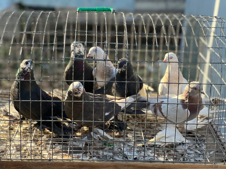 Продам домашних голубей