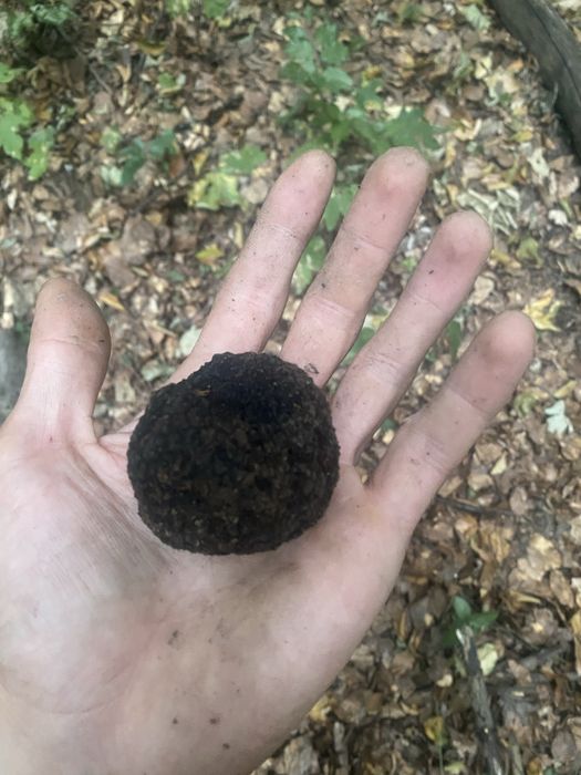 Trufe negre de toamna