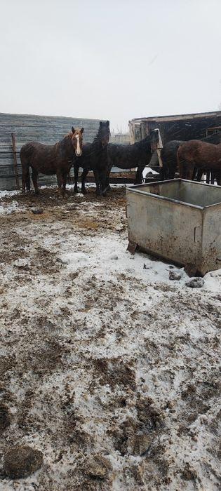 Большой выбор лошадей на согым