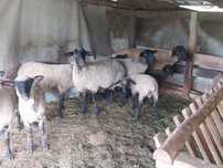 Vând 5 oi și un berbec suffolk
