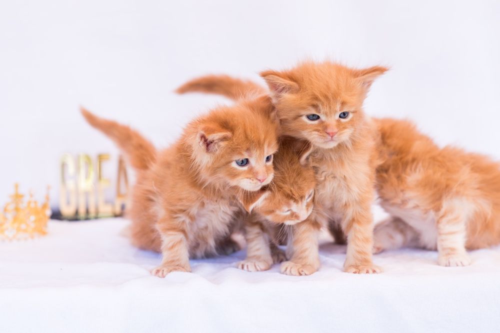 Готовы к брони яркие детки Мейн Кун