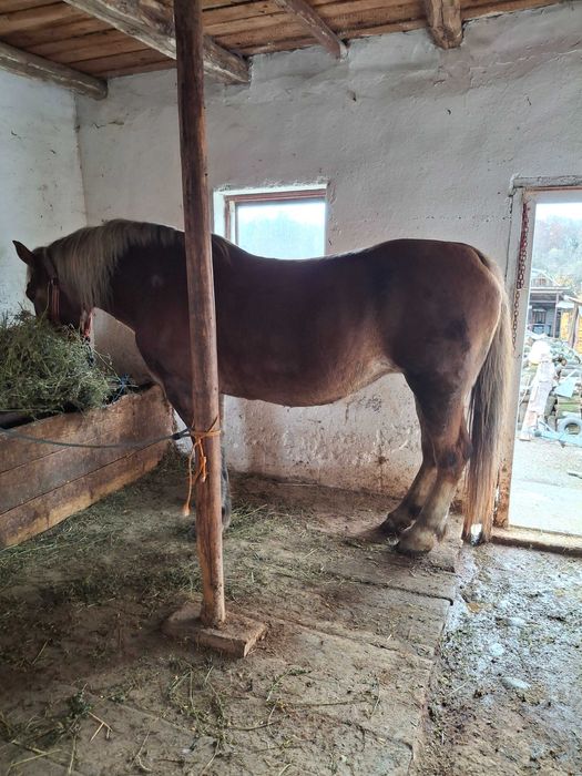 Vînd iapă de 9 ani cu acte