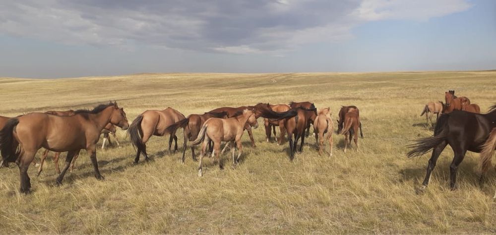 Ұрғашы жабағылар мз тұқымды сатылады.