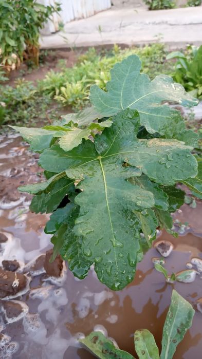 Саженцы инжира одногодки