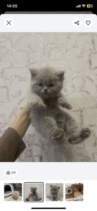 Кошка британский