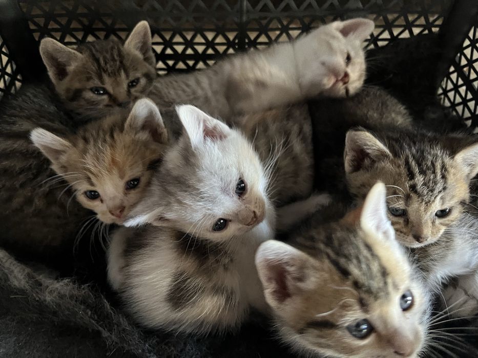 котятам месяц, мама шотландской породы