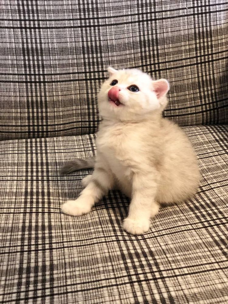 Продается котёнок!