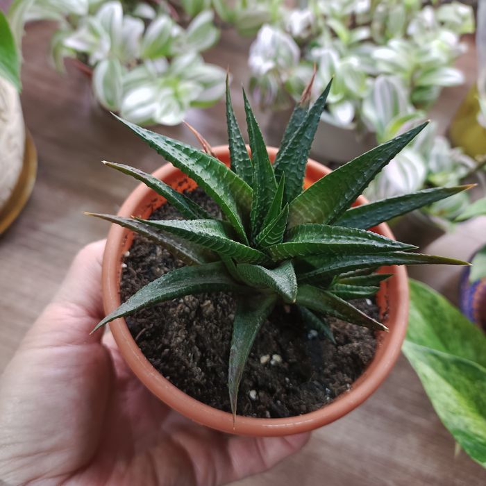 Комнатные растения.