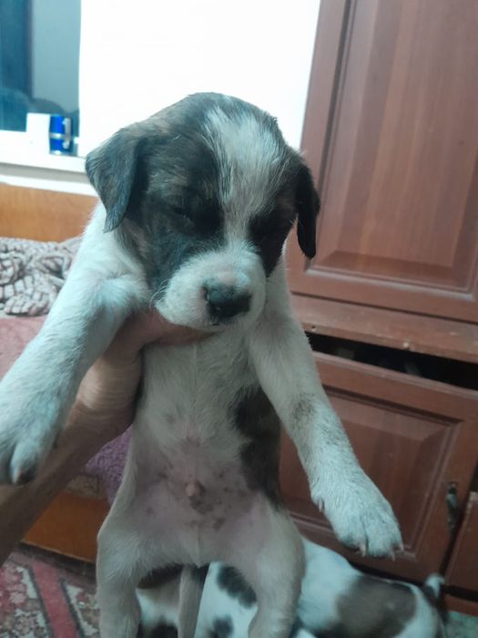 Щенки питбуль чис