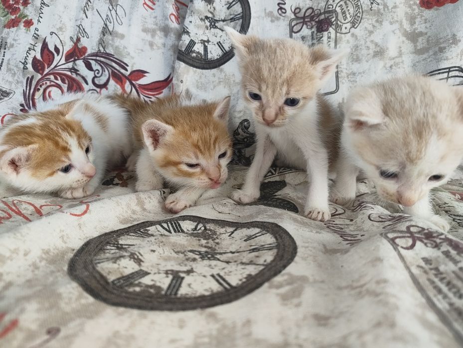 Spre adopție pisoi drăgălași