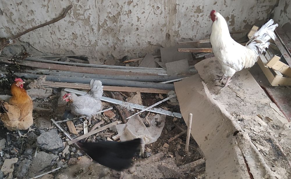 Тауықтар 2 жылдық