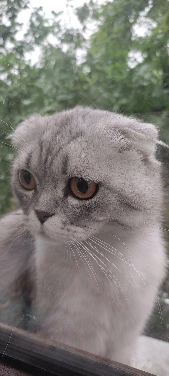 Срочно продаю кот серий окрас