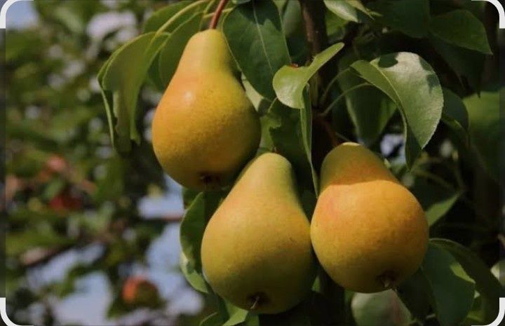 Обрезка плодовых деревьев