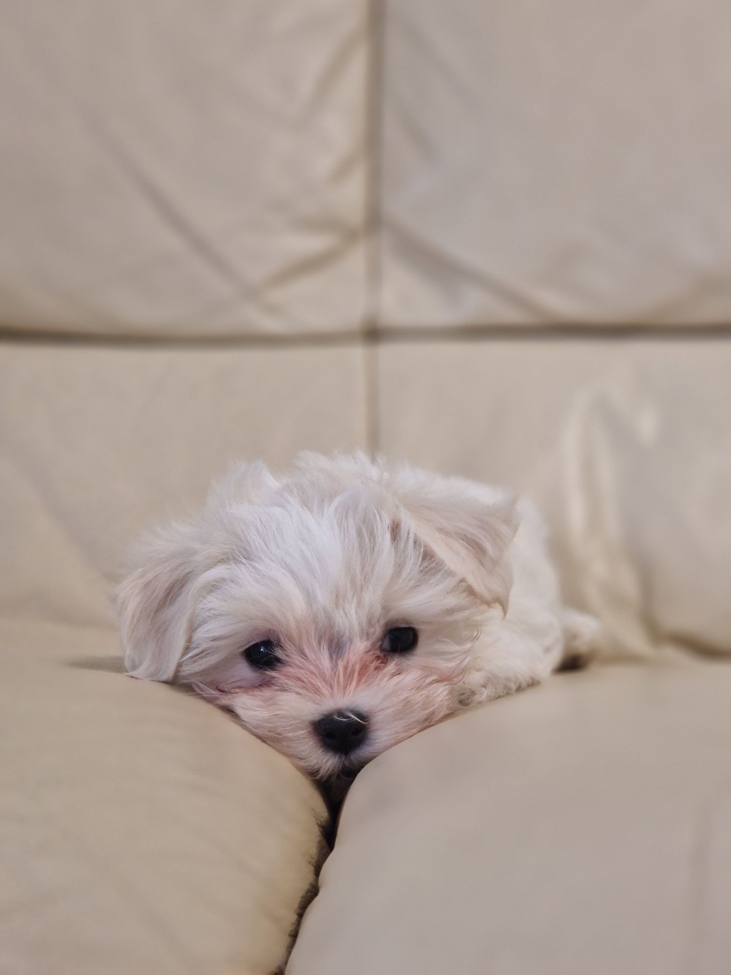 Bichon Maltez rasa pura