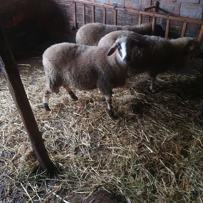 Агнета на 7 месеца – по договаряне (на килограм)