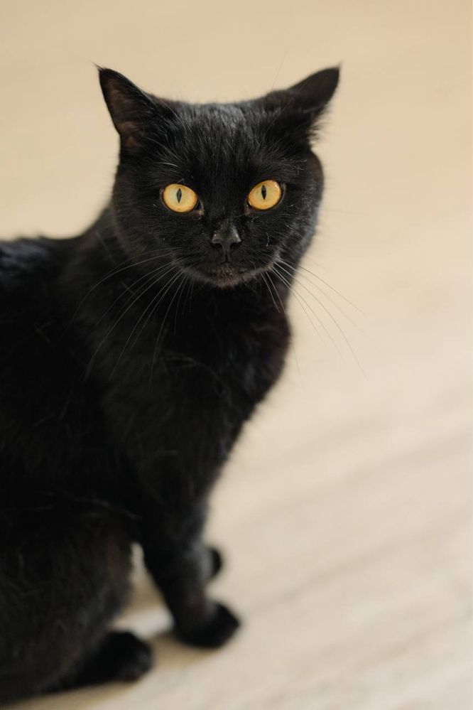 Ласковая кошка ищет любящего хозяина